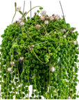 String of Pearls - Green Fresh Florals + Plants