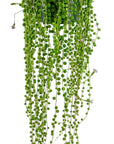 String of Pearls - Green Fresh Florals + Plants
