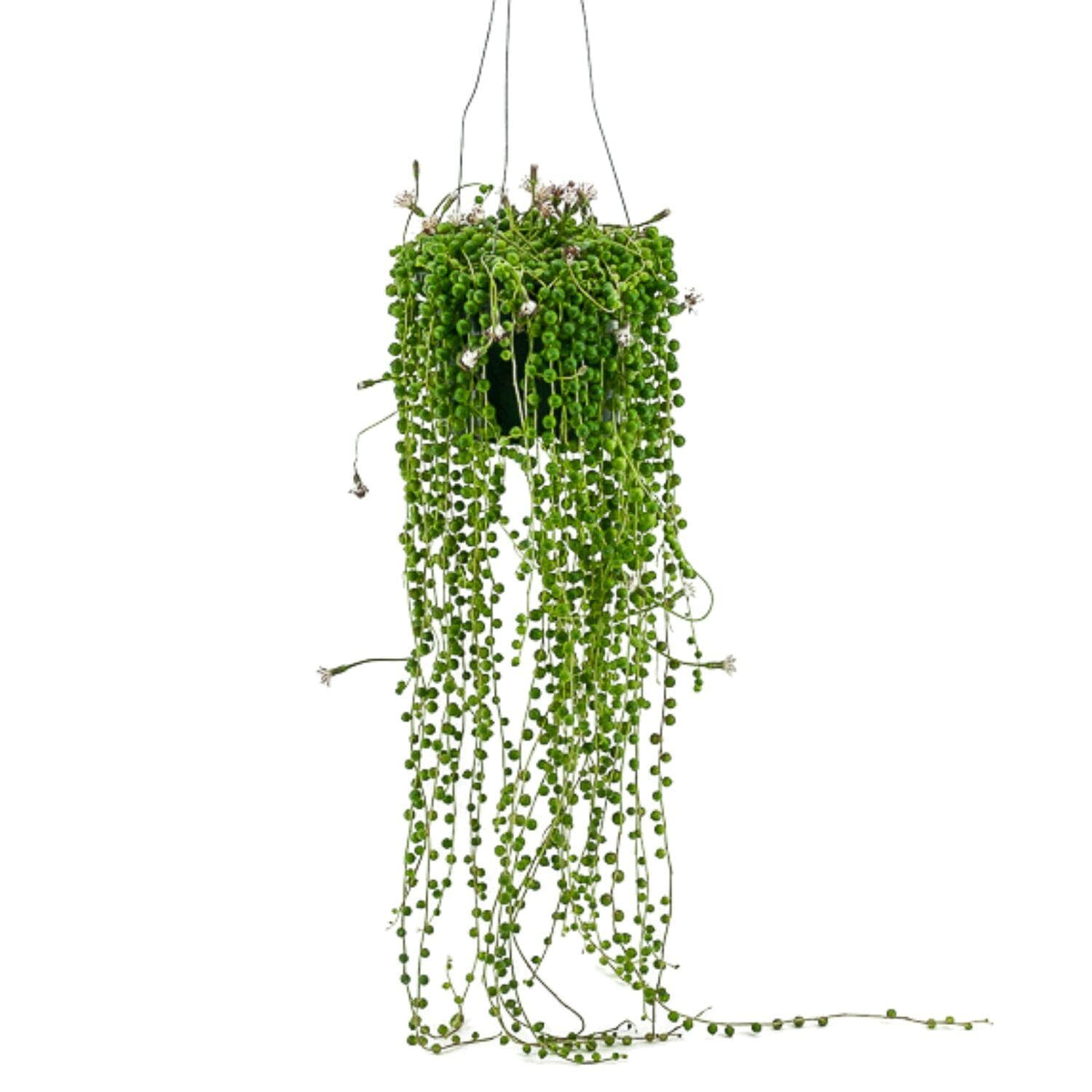 String of Pearls - Green Fresh Florals + Plants