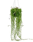 String of Pearls - Green Fresh Florals + Plants
