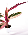 Stromanthe Calathea Triostar - Green Fresh Florals + Plants