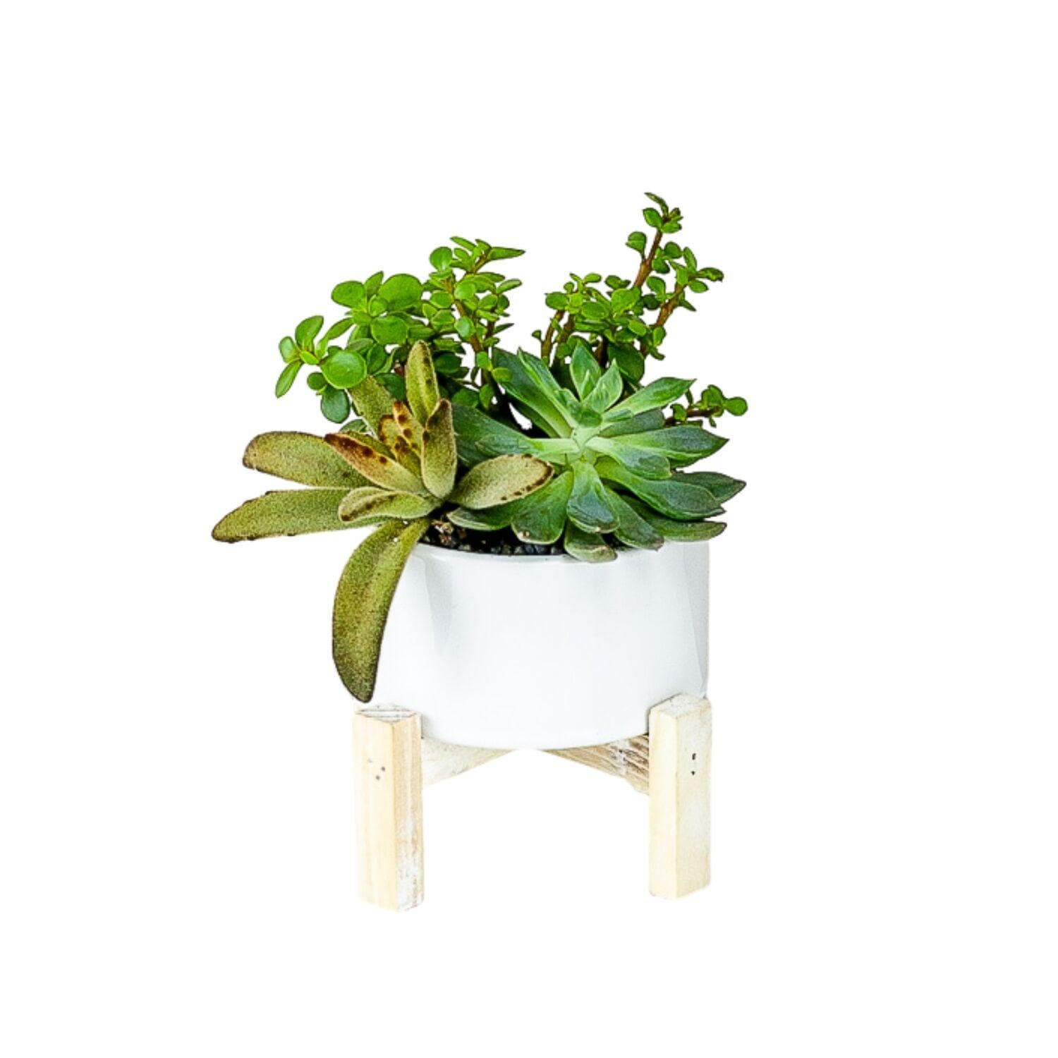 Succulent Planting with Wood Stand - Green Fresh Florals + Plants
