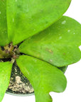 Sweetheart Hoya - Green Fresh Florals + Plants
