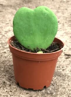 Sweetheart Hoya - Green Fresh Florals + Plants