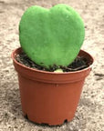 Sweetheart Hoya - Green Fresh Florals + Plants