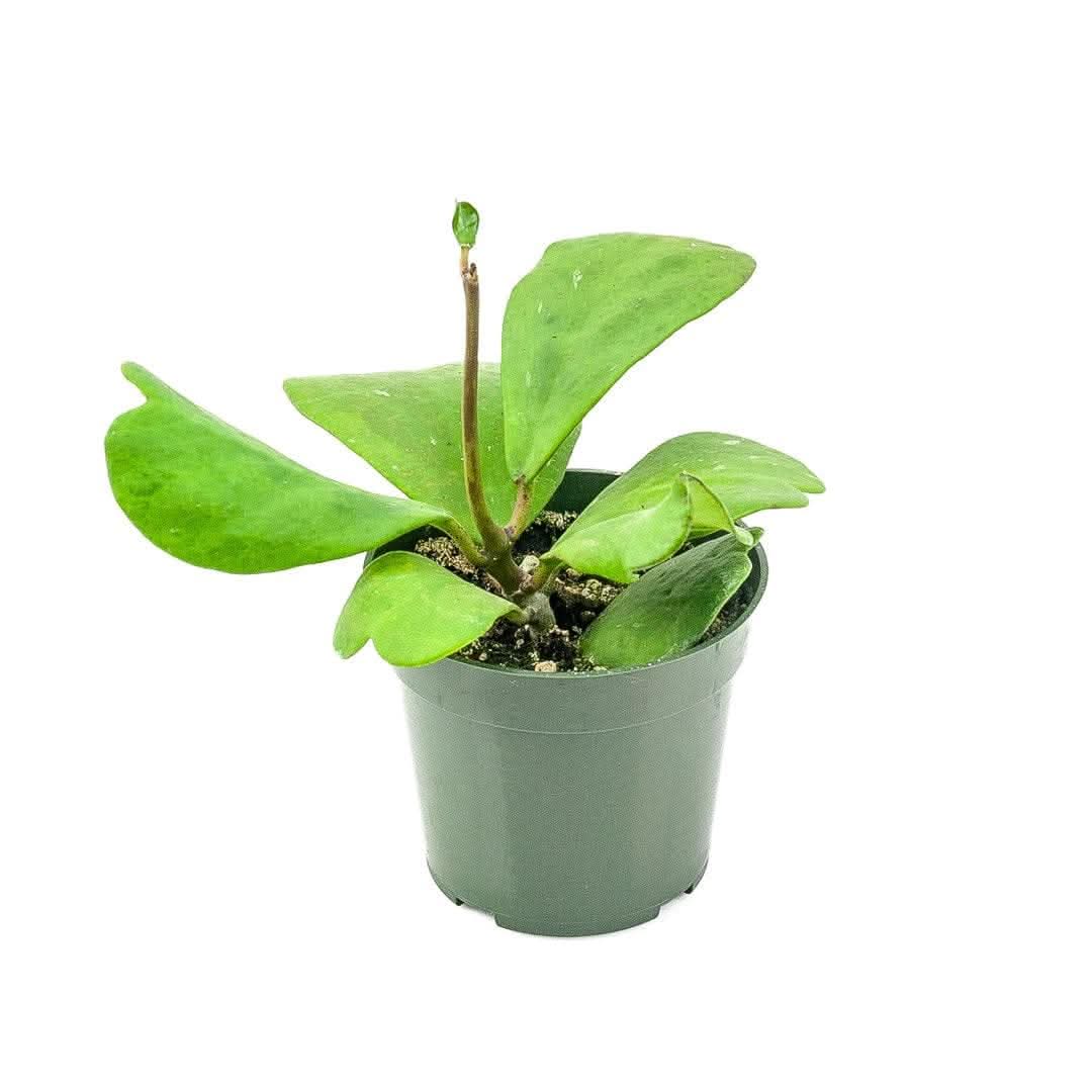 Sweetheart Hoya - Green Fresh Florals + Plants