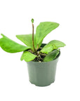 Sweetheart Hoya - Green Fresh Florals + Plants