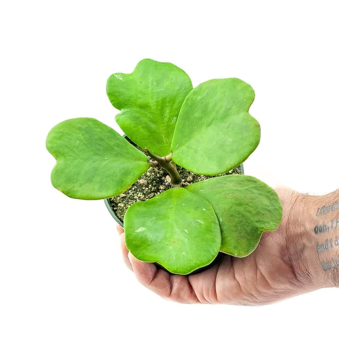 Sweetheart Hoya - Green Fresh Florals + Plants