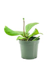 Sweetheart Hoya - Green Fresh Florals + Plants