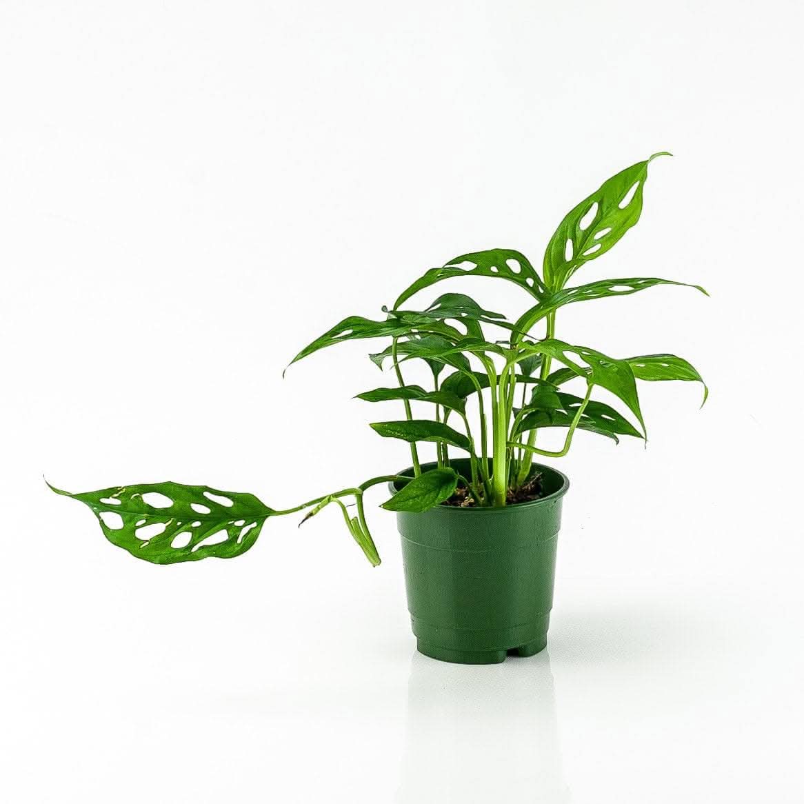 Swiss Cheese Monstera - Green Fresh Florals + Plants