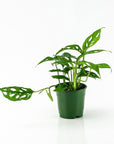 Swiss Cheese Monstera - Green Fresh Florals + Plants