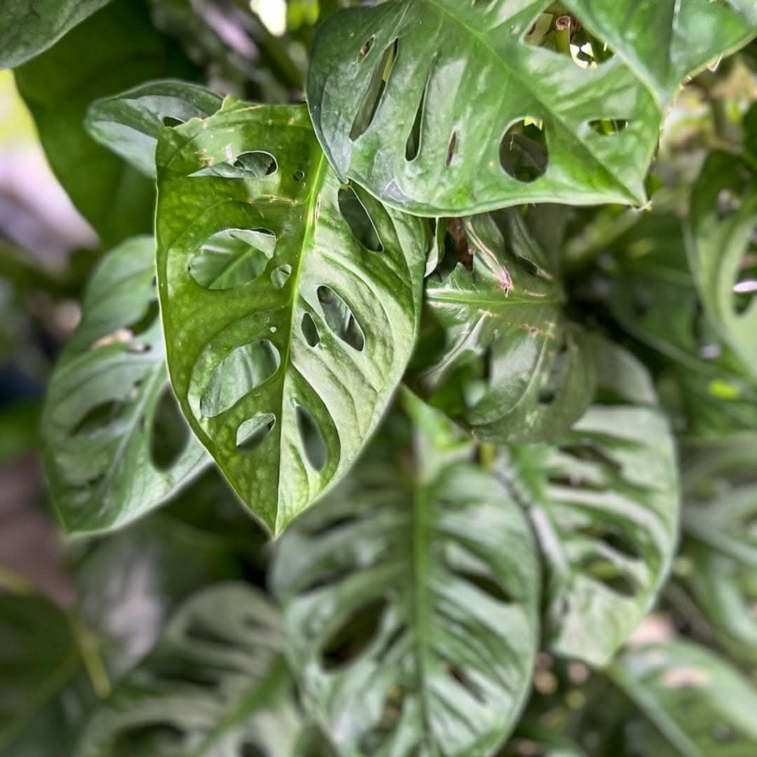 Swiss Cheese Monstera - Green Fresh Florals + Plants