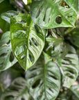 Swiss Cheese Monstera - Green Fresh Florals + Plants