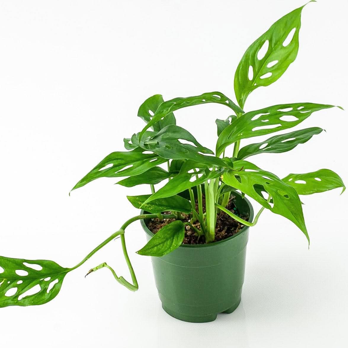 Swiss Cheese Monstera - Green Fresh Florals + Plants