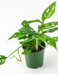Swiss Cheese Monstera - Green Fresh Florals + Plants