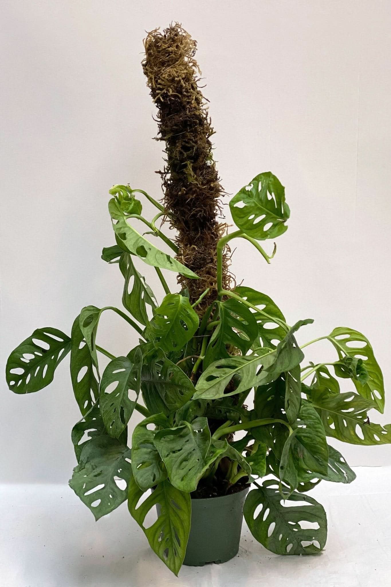 Swiss Cheese Monstera - Green Fresh Florals + Plants