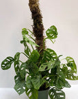 Swiss Cheese Monstera - Green Fresh Florals + Plants
