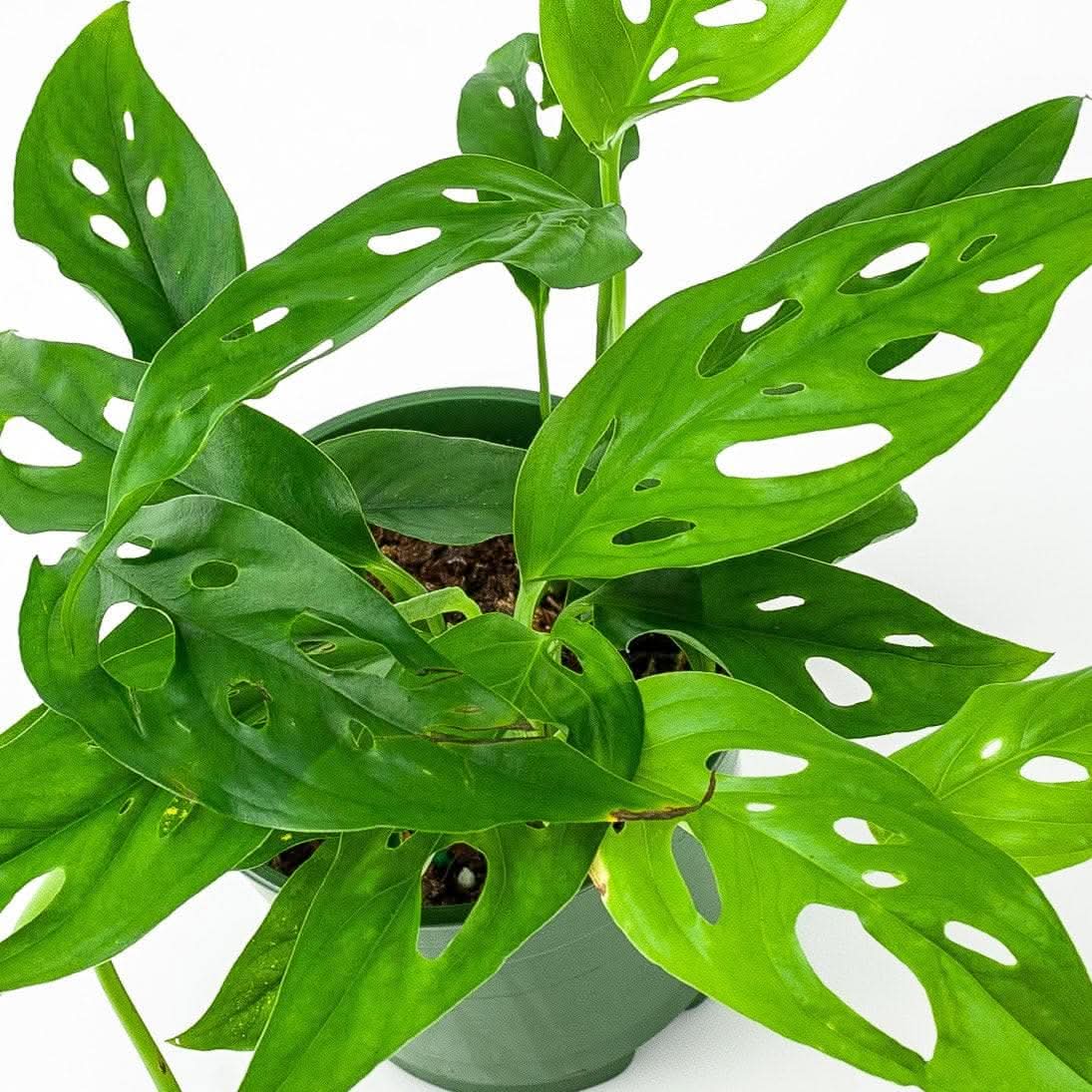 Swiss Cheese Monstera - Green Fresh Florals + Plants