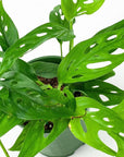 Swiss Cheese Monstera - Green Fresh Florals + Plants