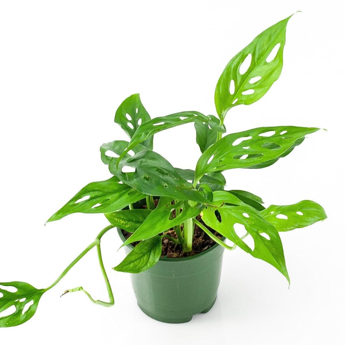Swiss Cheese Monstera - Green Fresh Florals + Plants