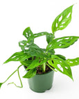 Swiss Cheese Monstera - Green Fresh Florals + Plants
