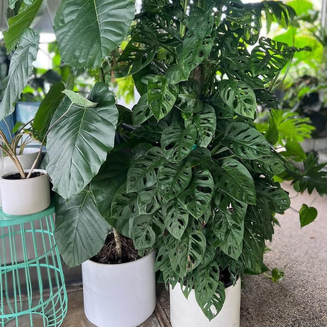 Swiss Cheese Monstera - Green Fresh Florals + Plants