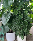 Swiss Cheese Monstera - Green Fresh Florals + Plants
