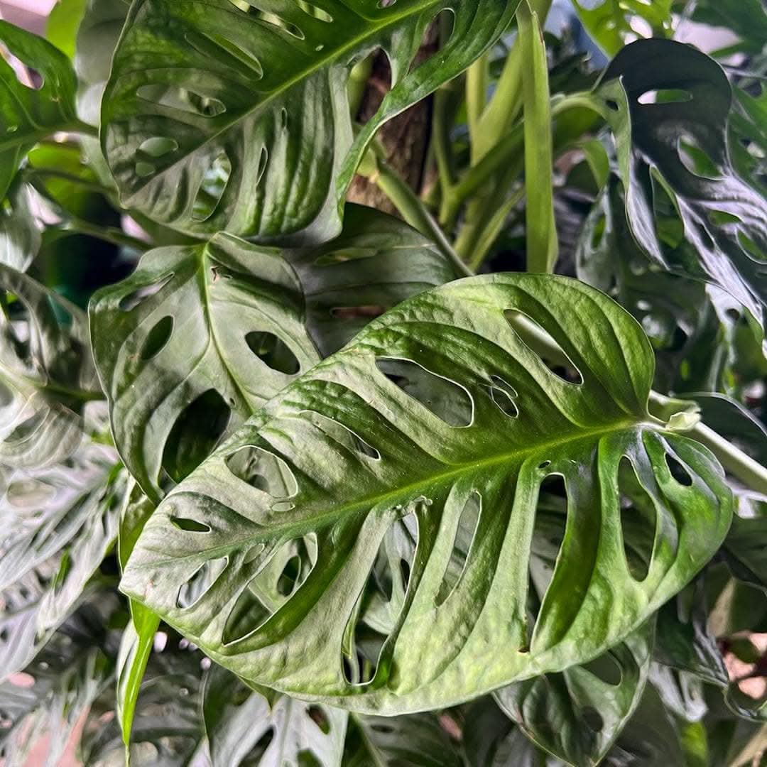 Swiss Cheese Monstera - Green Fresh Florals + Plants