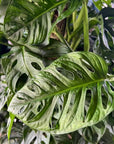 Swiss Cheese Monstera - Green Fresh Florals + Plants