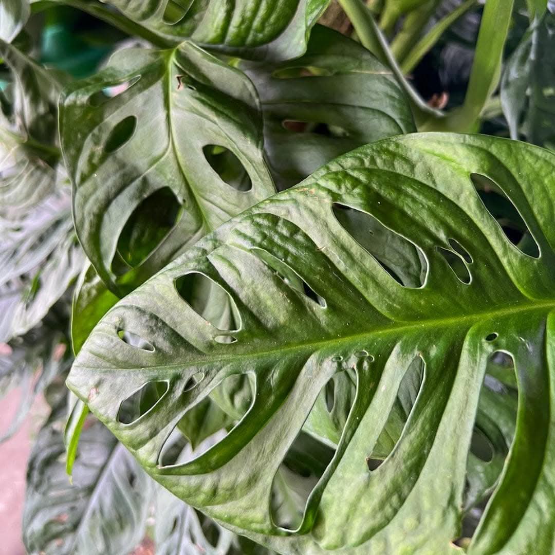Swiss Cheese Monstera - Green Fresh Florals + Plants