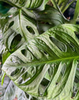 Swiss Cheese Monstera - Green Fresh Florals + Plants