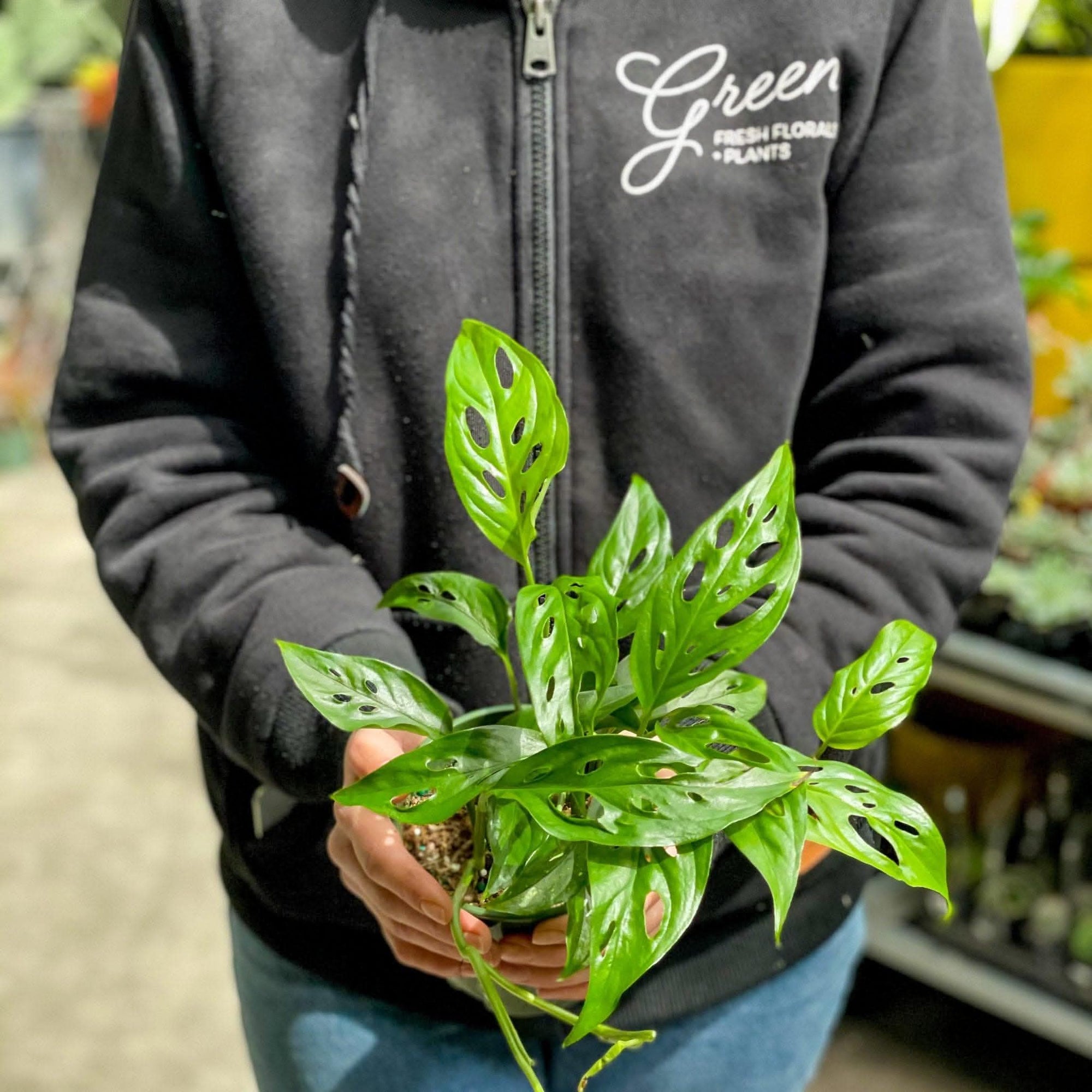 Swiss Cheese Monstera - Green Fresh Florals + Plants