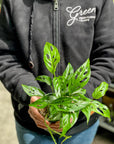 Swiss Cheese Monstera - Green Fresh Florals + Plants