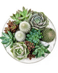 Taliah Succulent Garden - Green Fresh Florals + Plants