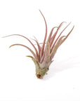 Tillandsia brachycaulos - Green Fresh Florals + Plants
