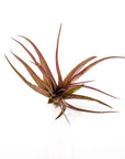 Tillandsia brachycaulos - Green Fresh Florals + Plants