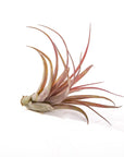 Tillandsia brachycaulos - Green Fresh Florals + Plants