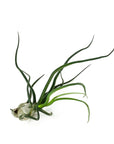 Tillandsia bulbosa Belize - Green Fresh Florals + Plants
