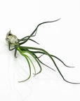 Tillandsia bulbosa Belize - Green Fresh Florals + Plants
