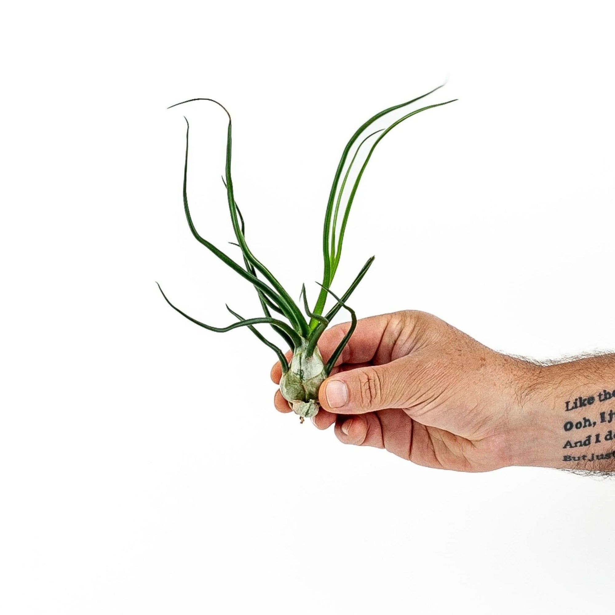 Tillandsia bulbosa Belize - Green Fresh Florals + Plants