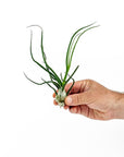 Tillandsia bulbosa Belize - Green Fresh Florals + Plants