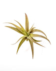 Tillandsia capitata peach - Green Fresh Florals + Plants