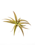 Tillandsia capitata peach - Green Fresh Florals + Plants