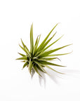 Tillandsia espinosae - Green Fresh Florals + Plants