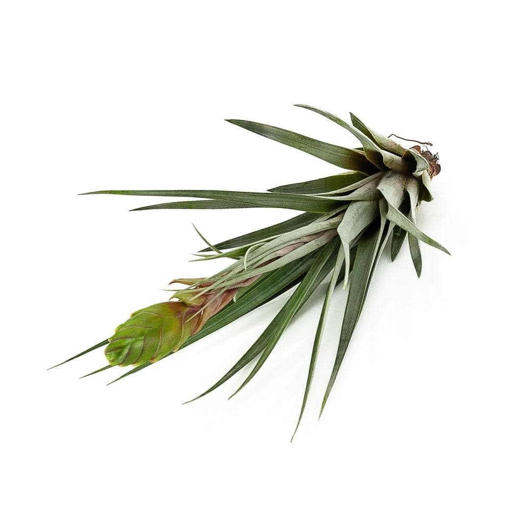 Tillandsia fasciculata - Green Fresh Florals + Plants