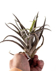 Tillandsia harrisii - Green Fresh Florals + Plants