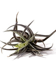 Tillandsia harrisii - Green Fresh Florals + Plants
