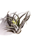 Tillandsia harrisii - Green Fresh Florals + Plants