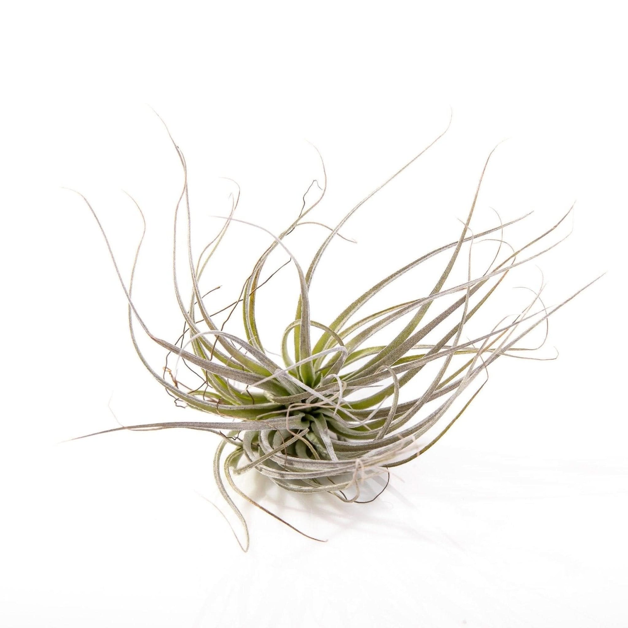 Tillandsia Houston - Green Fresh Florals + Plants