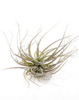 Tillandsia Houston - Green Fresh Florals + Plants